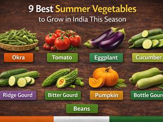 9 Best Summer Vegetables to Grow in India This Season